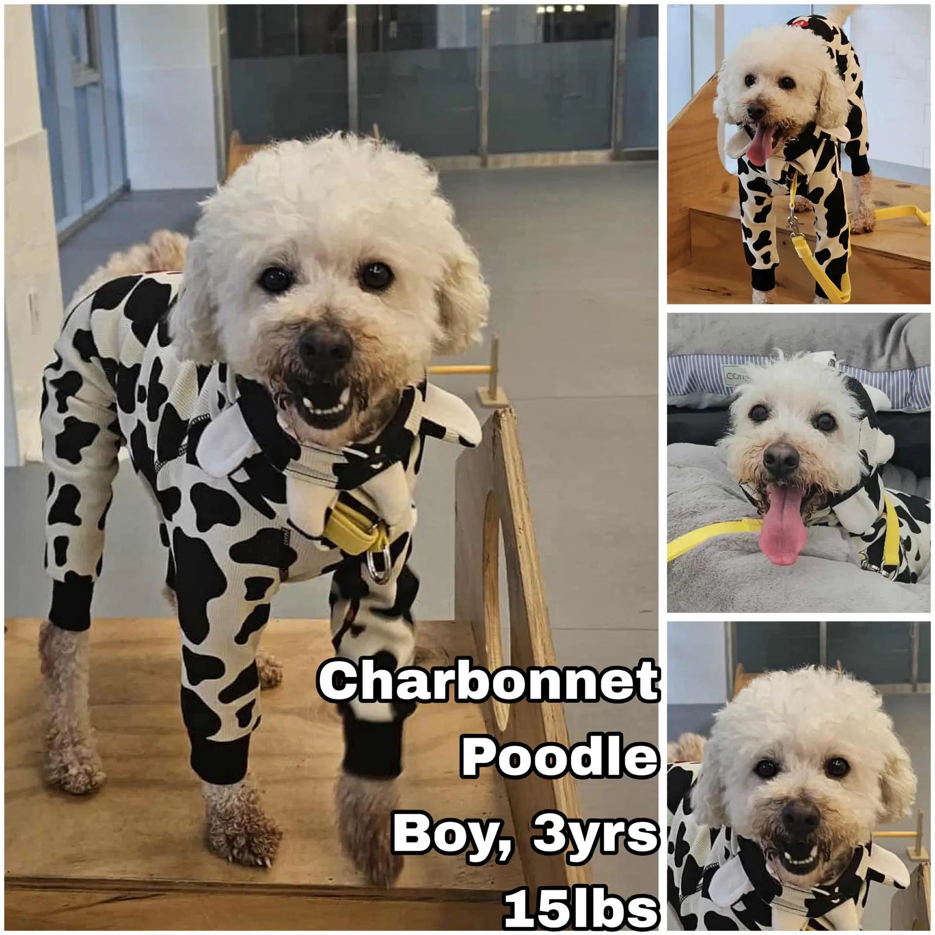 Charbonnet From Korea - Poodle (Miniature)