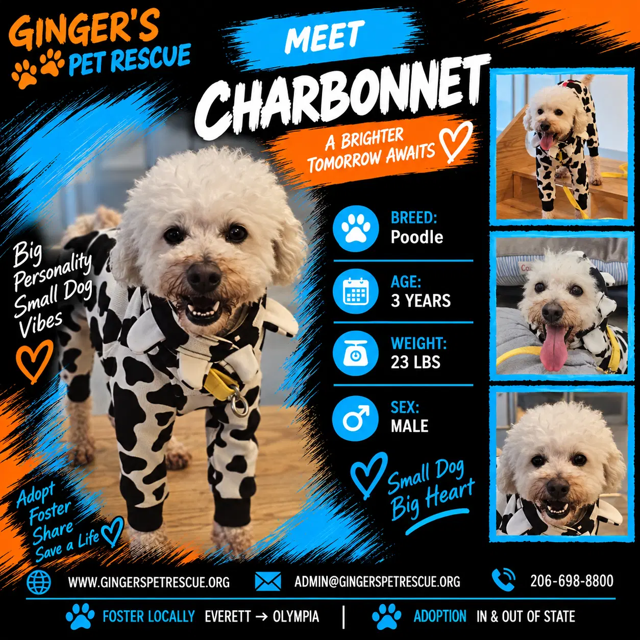 Charbonnet From Korea - Poodle (Miniature)