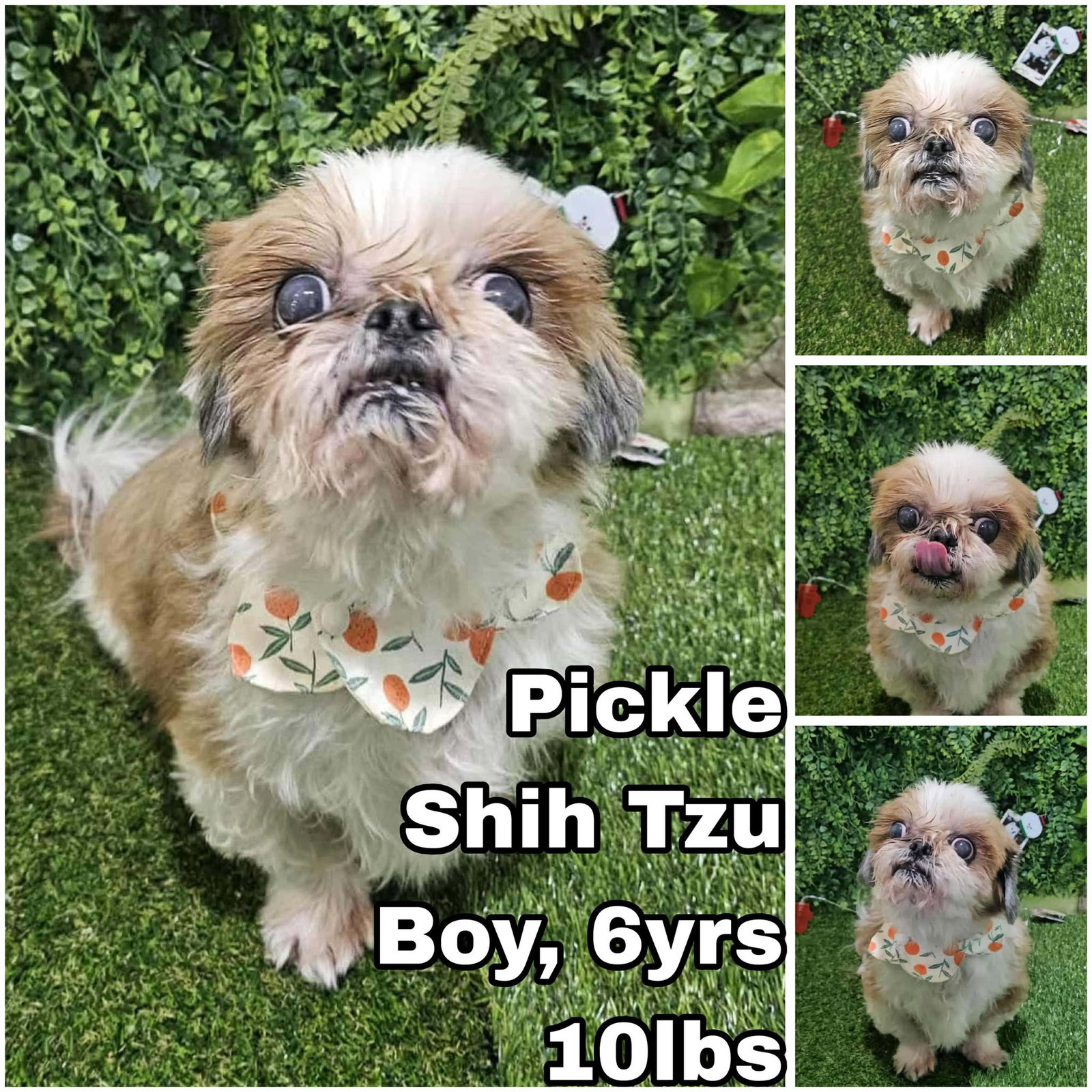 Pickle from Korea Image