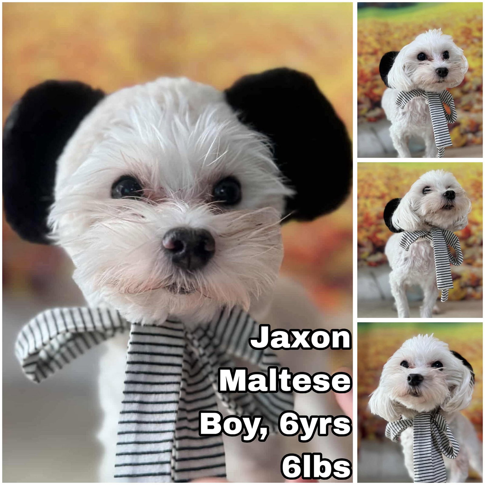 Jaxon from Korea Image