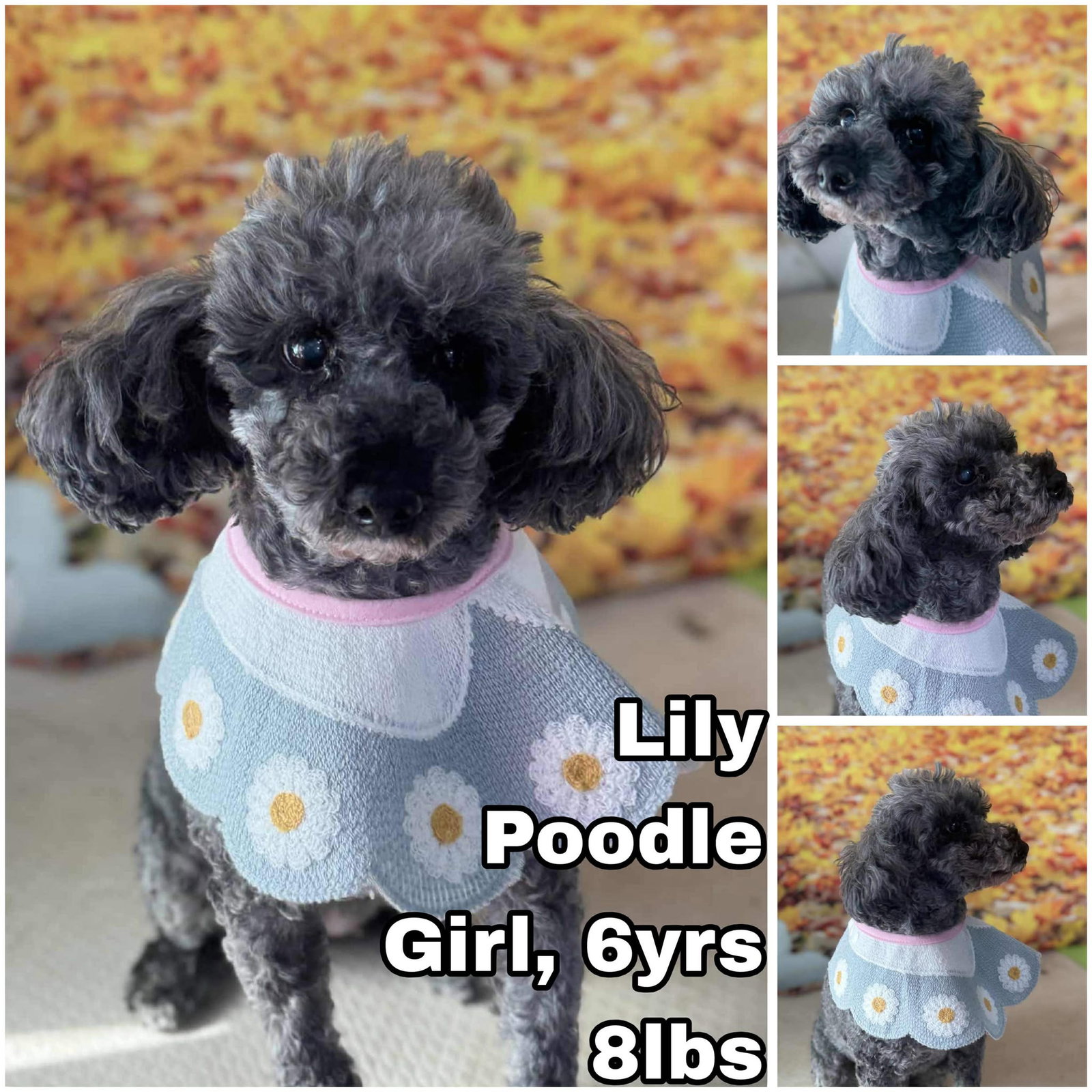 Lily from Korea Image