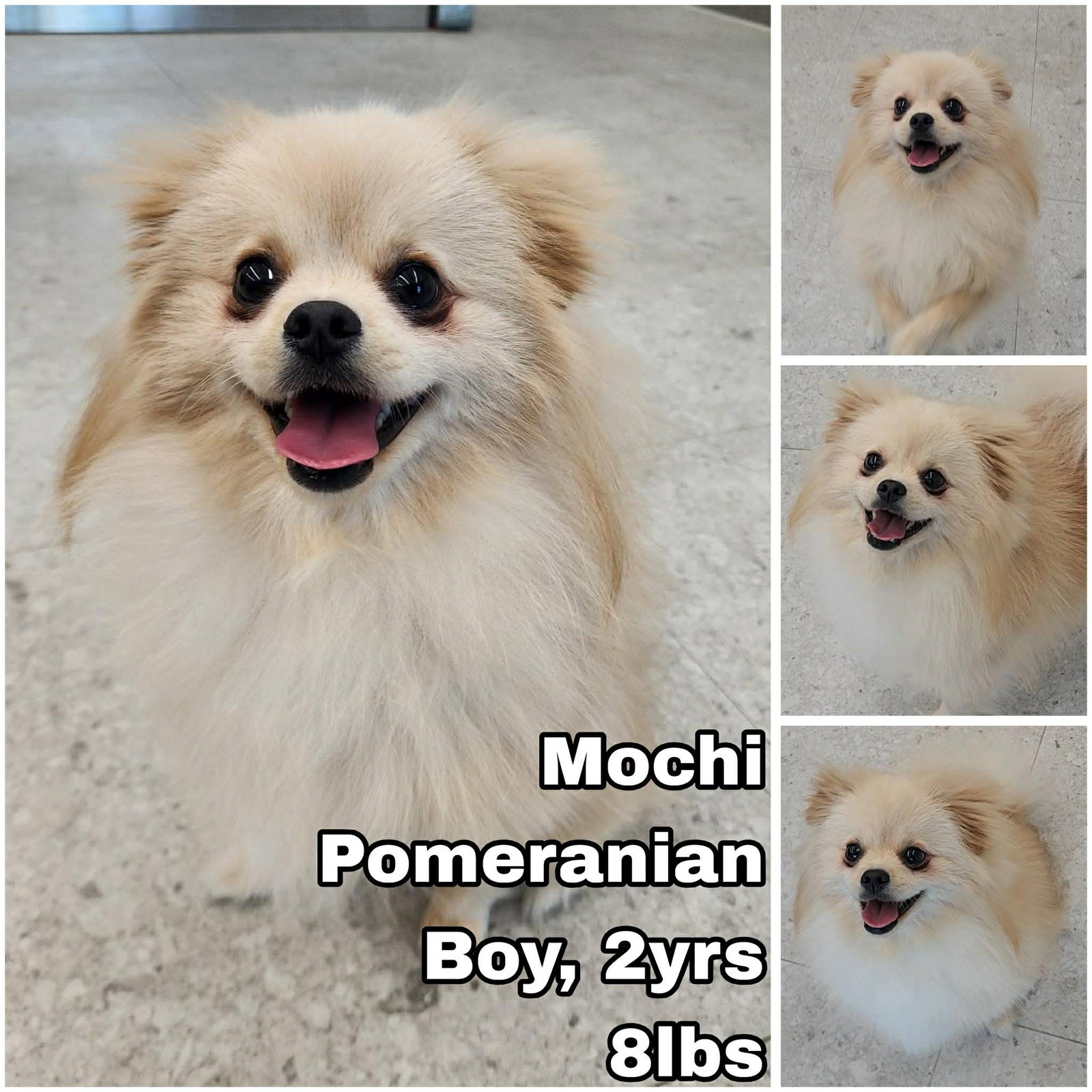 Mochi From Korea