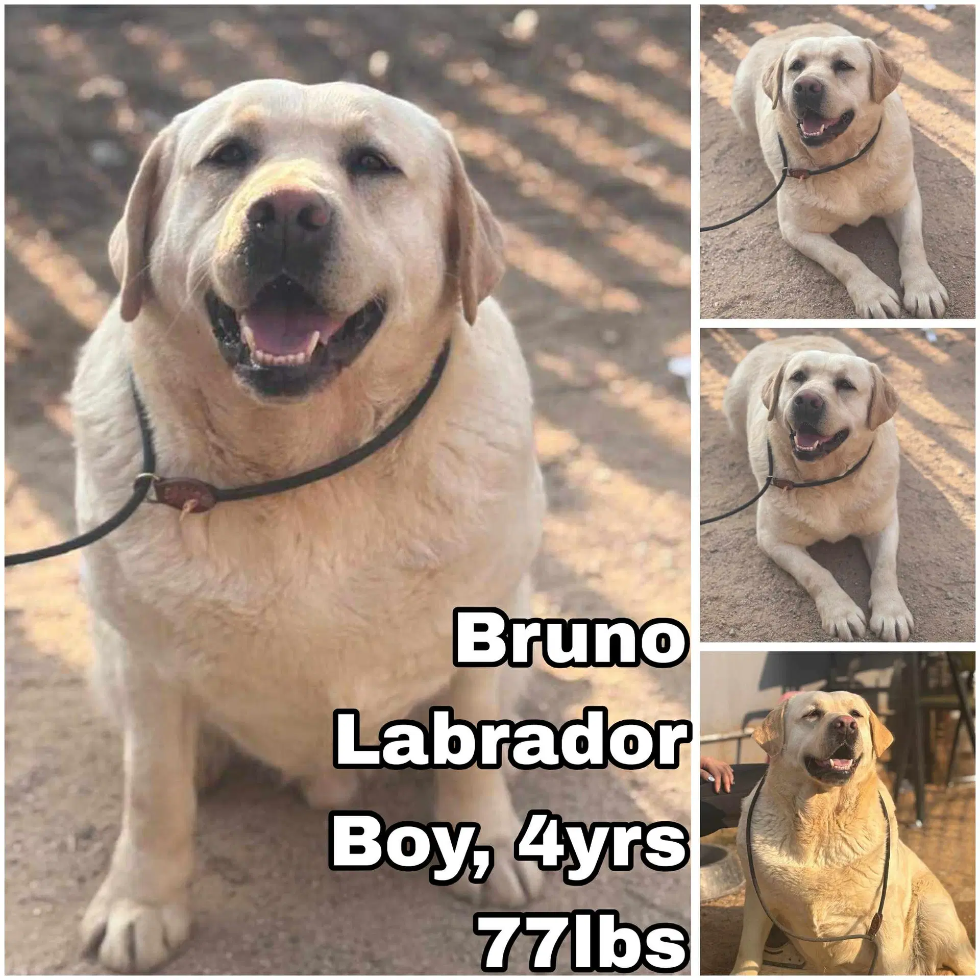 Bruno From Korea - Labrador Retriever
