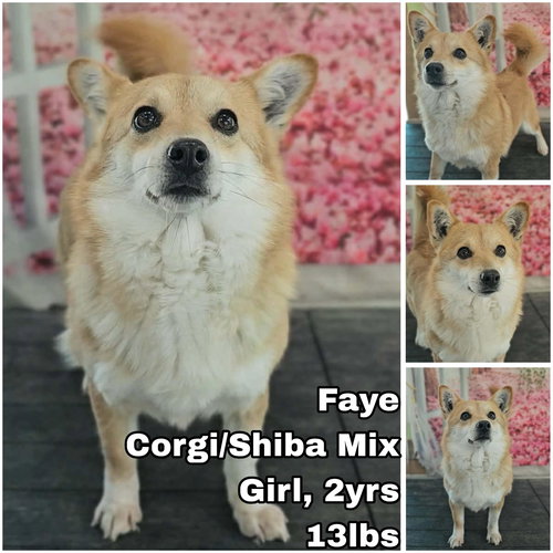 Faye from Korea, an adoptable Shiba Inu in Federal Way , WA