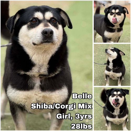 Belle from Korea, an adoptable Shiba Inu in Federal Way , WA