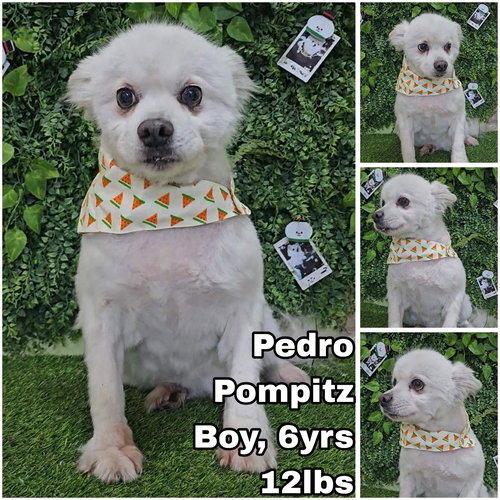 Pedro from Korea, an adoptable Pomeranian in Federal Way , WA