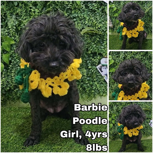 Barbie from Korea, an adoptable Poodle in Federal Way , WA
