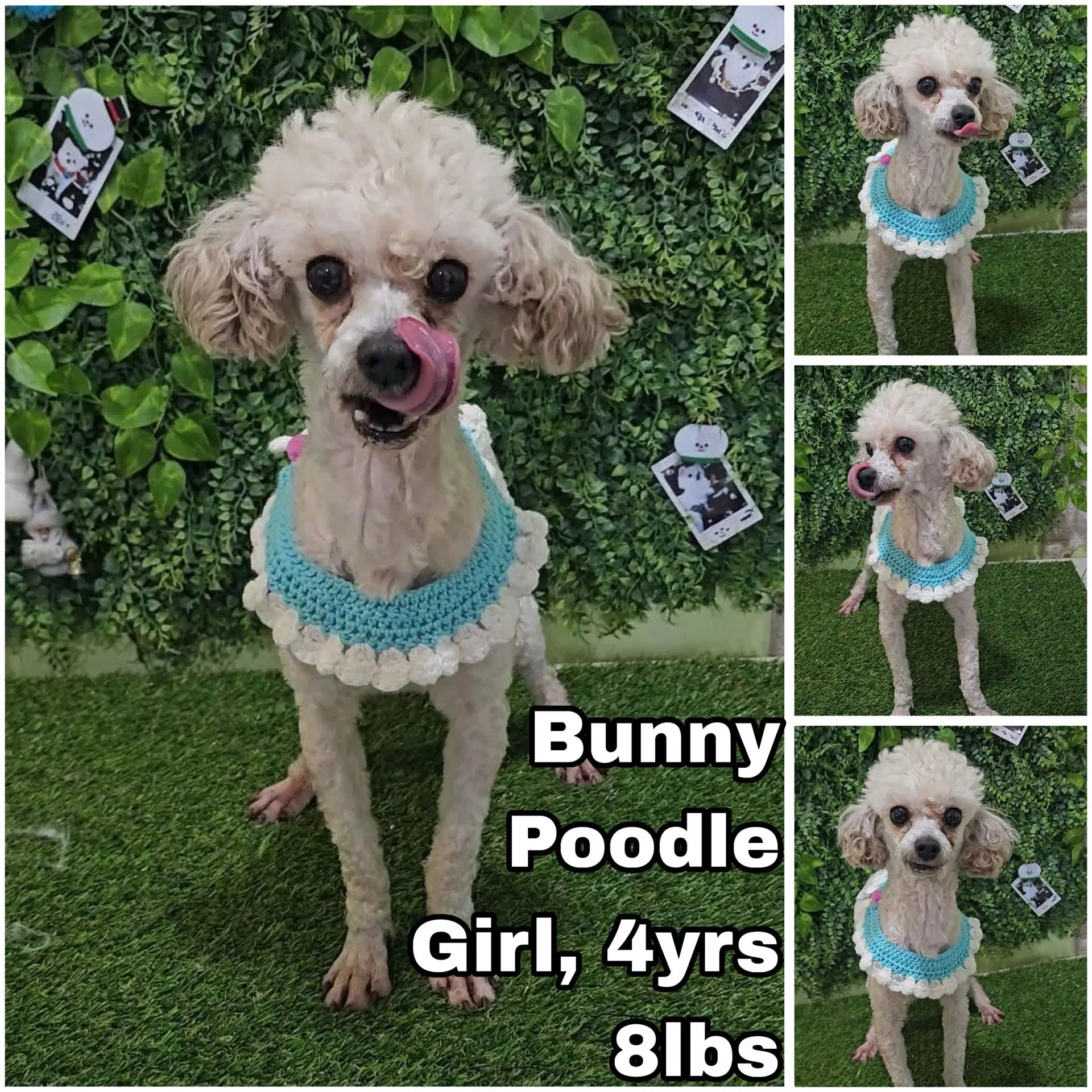 Bunny From Korea - Poodle (Toy)