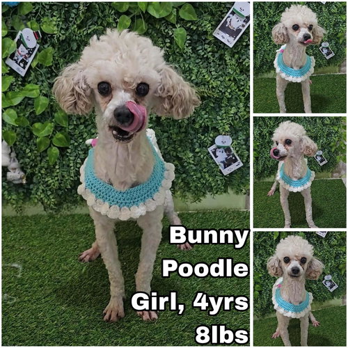 Bunny from Korea, an adoptable Poodle in Federal Way , WA
