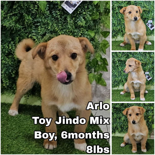 Arlo from Korea, an adoptable Jindo in Federal Way , WA