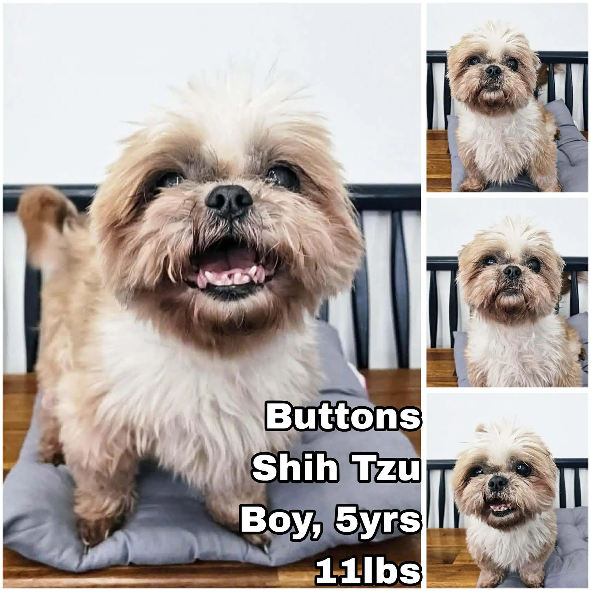 Buttons From Korea - Shih Tzu
