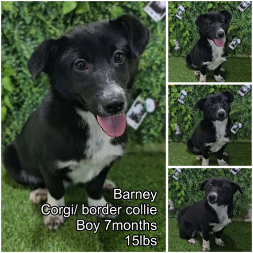Barney From Korea, an adoptable Corgi in Federal Way , WA