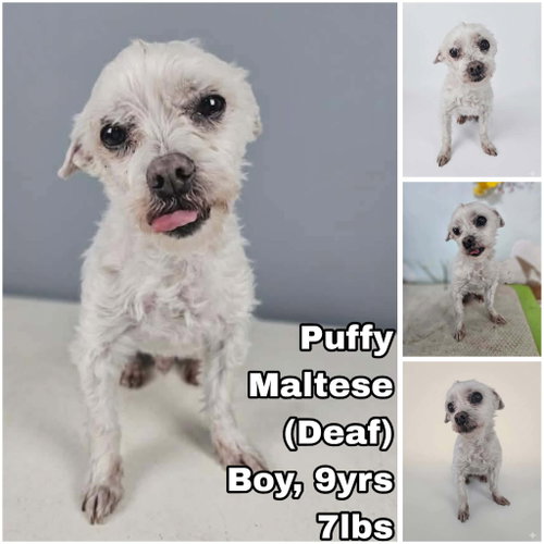 Puffy From Korea, an adoptable Maltese in Federal Way , WA