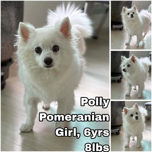 Polly from Korea, an adoptable Pomeranian in Federal Way , WA