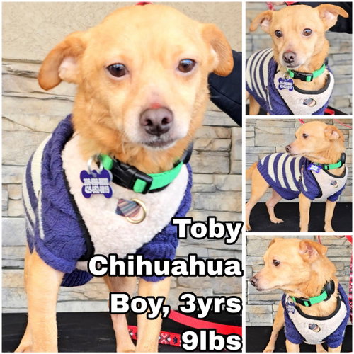 Toby from Mexico, an adoptable Chihuahua in Federal Way , WA