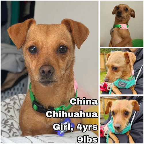 China from Mexico, an adoptable Chihuahua in Federal Way , WA