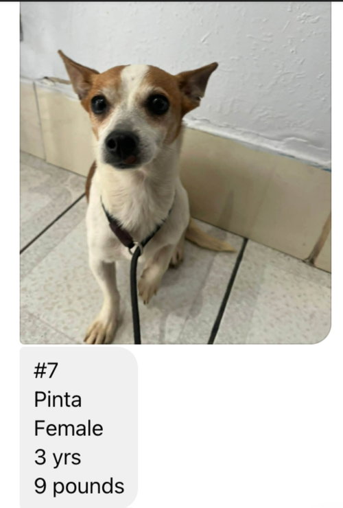 Pinta from Mexico photo 2