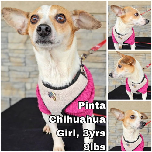 Pinta from Mexico, an adoptable Chihuahua in Federal Way , WA