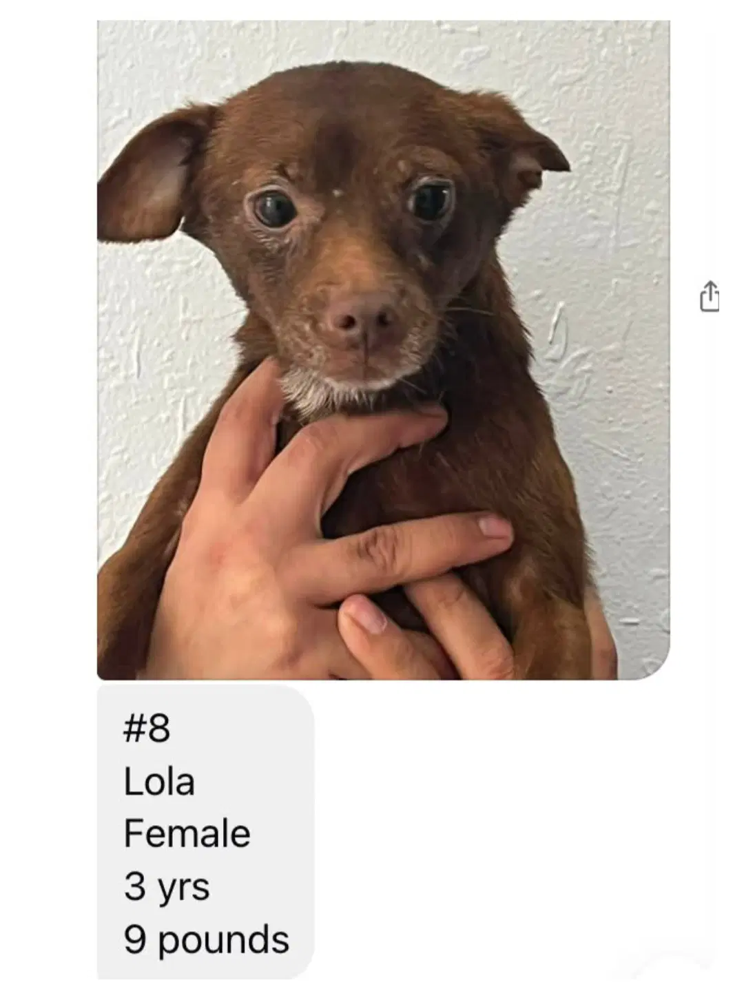 Lola From Mexico image 2