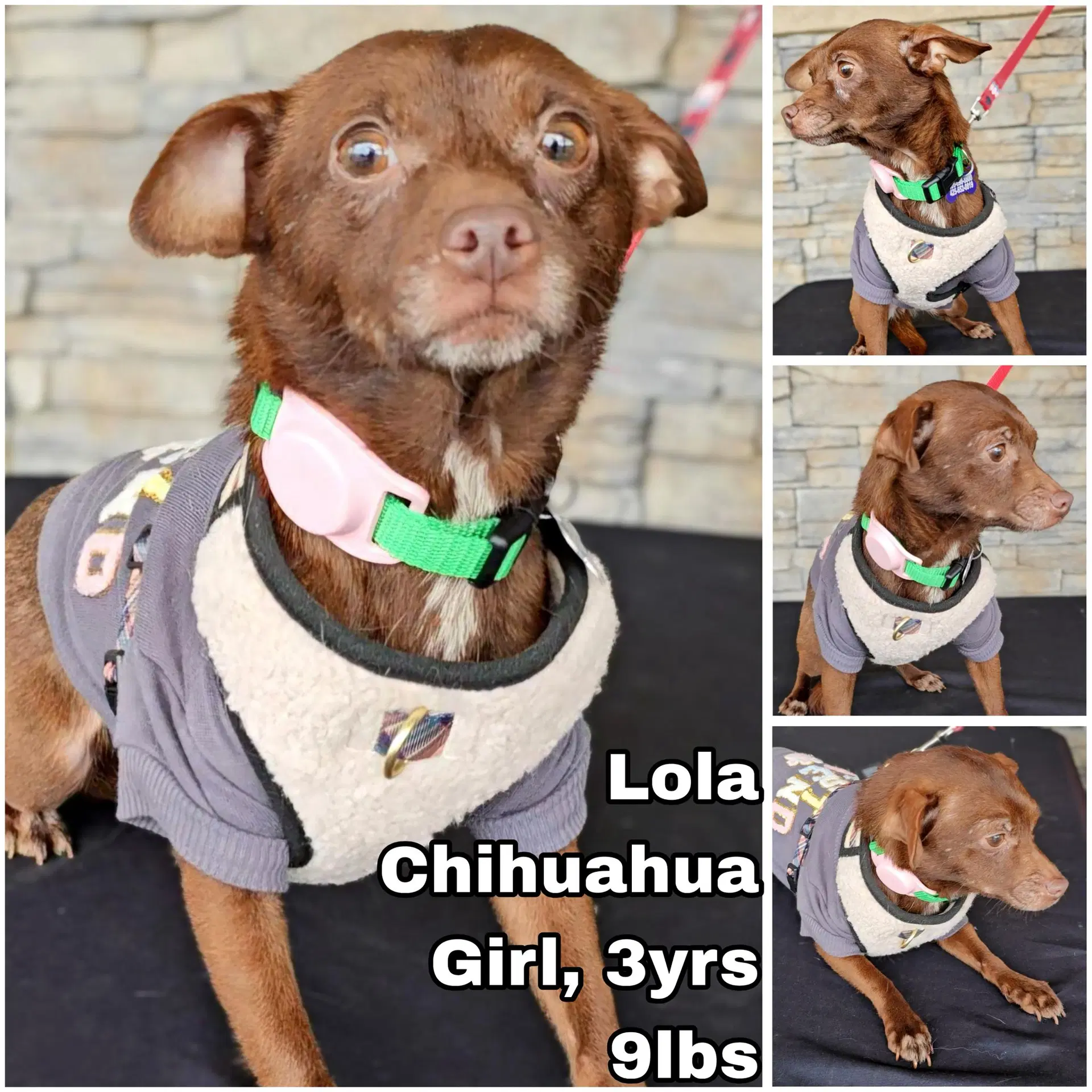 Lola From Mexico - Chihuahua