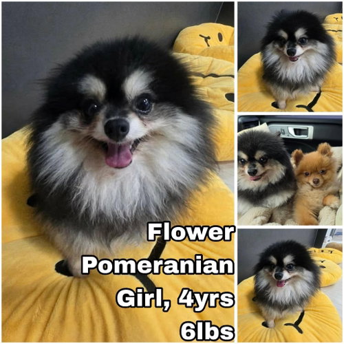 Flower from Korea