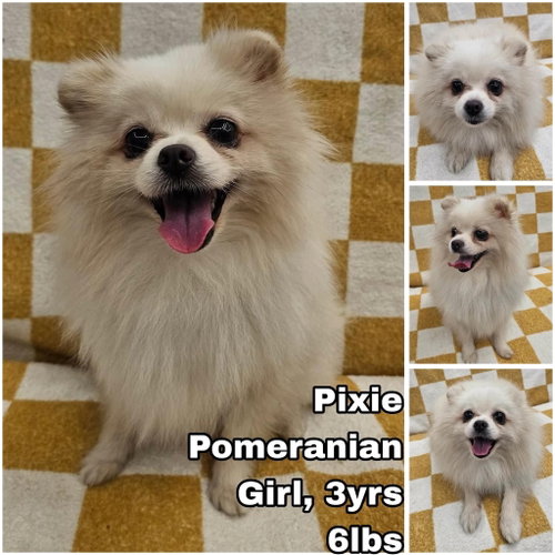 Pixie from Korea, an adoptable Pomeranian in Federal Way , WA
