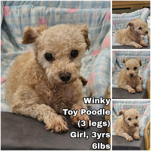 Winky from Korea, an adoptable Poodle in Federal Way , WA