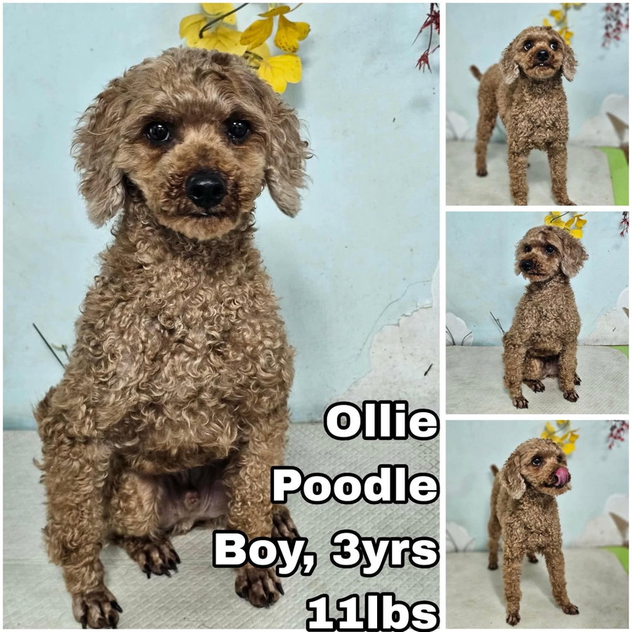 Ollie from Korea