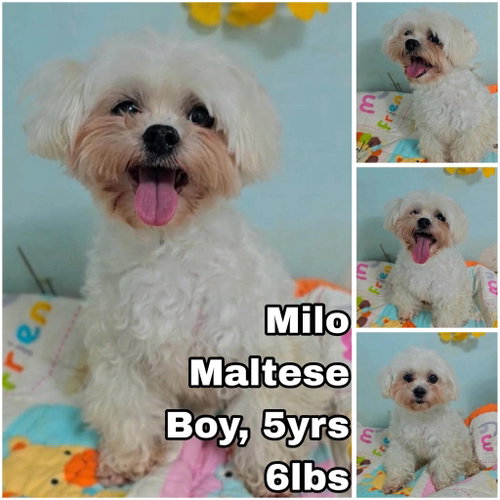 Milo from Korea, an adoptable Maltese in Federal Way , WA