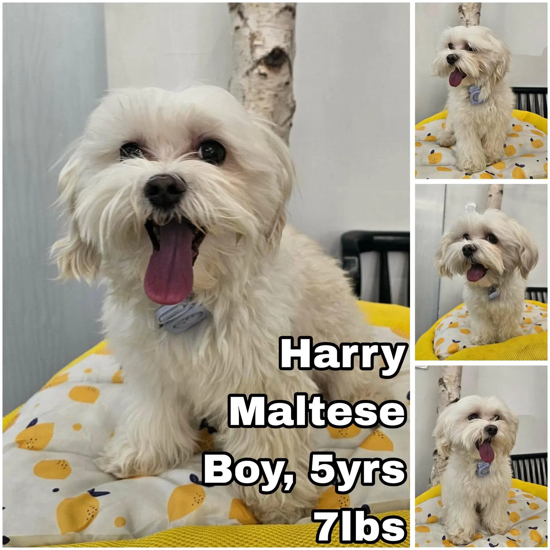 Harry From Korea - Maltese