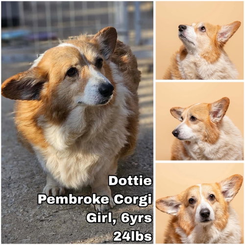 Dottie from Korea, an adoptable Pembroke Welsh Corgi in Federal Way , WA