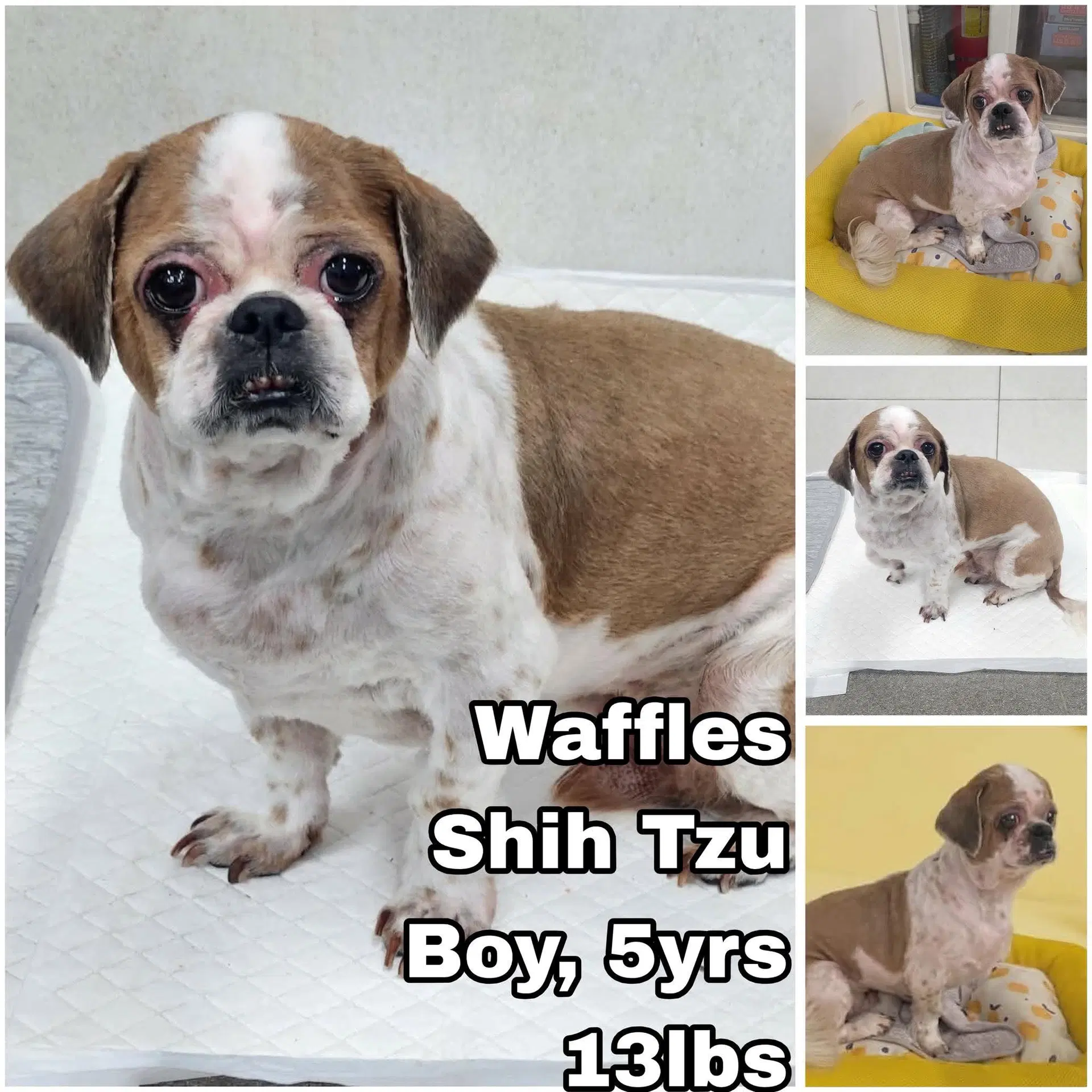 Waffles From Korea - Shih Tzu