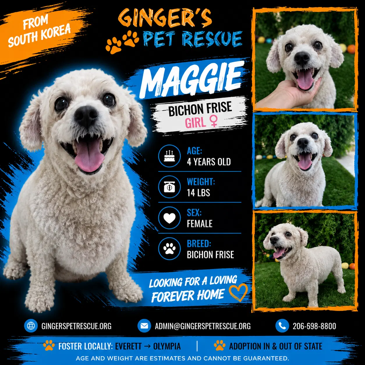 Maggie From Korea - Bichon Frise