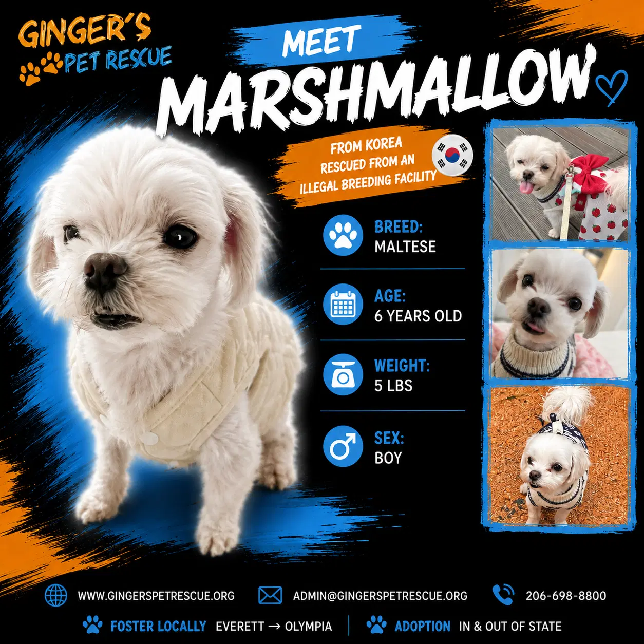Marhmallow - Maltese