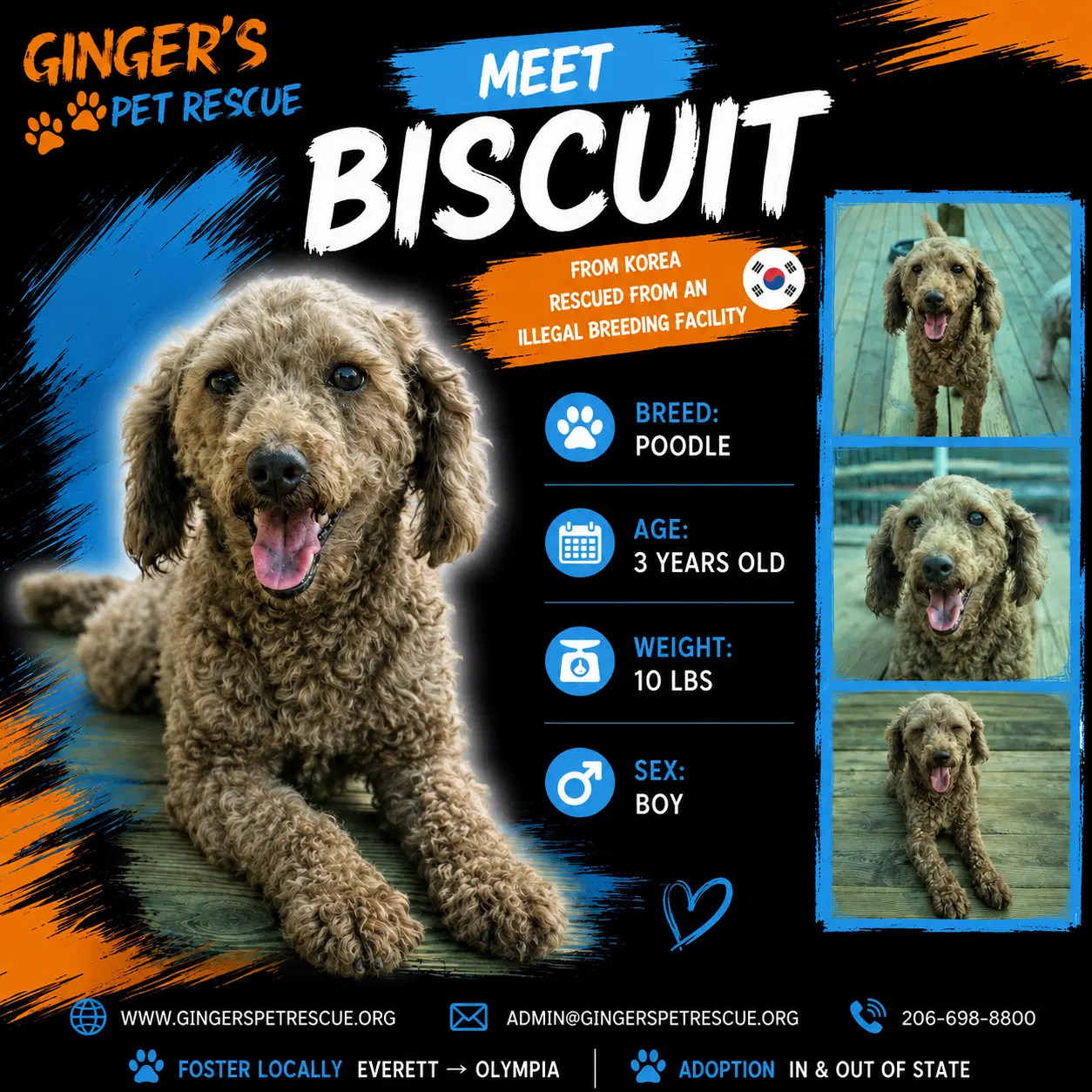 Biscuit From Korea - Poodle (Toy)