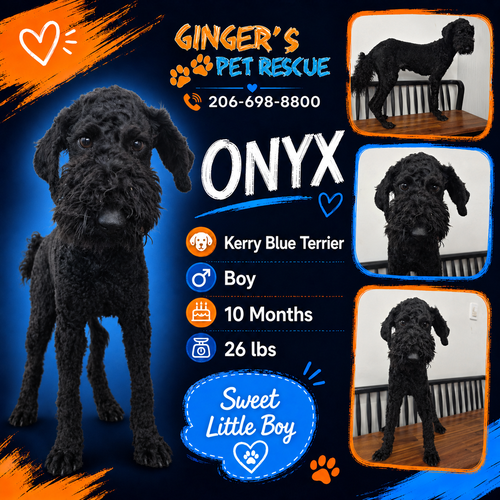 Onyx and Korea