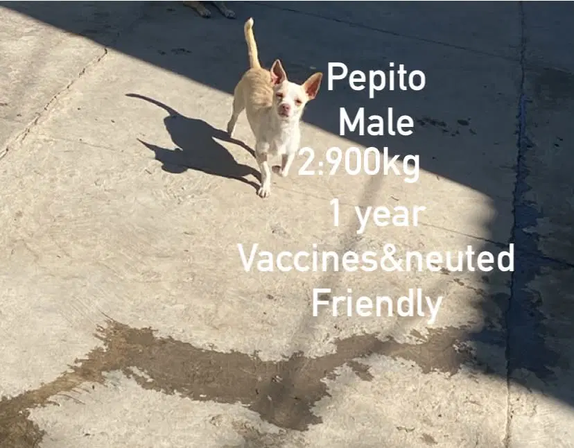 Pepito From Mexico - Chihuahua