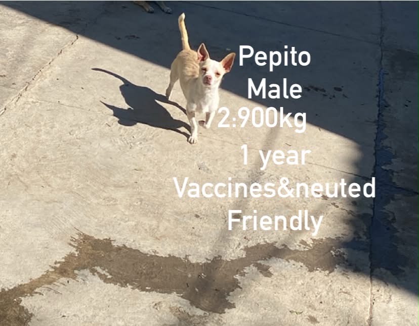 Pepito From Mexico