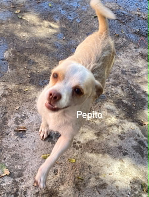 Pepito from Mexico photo 2