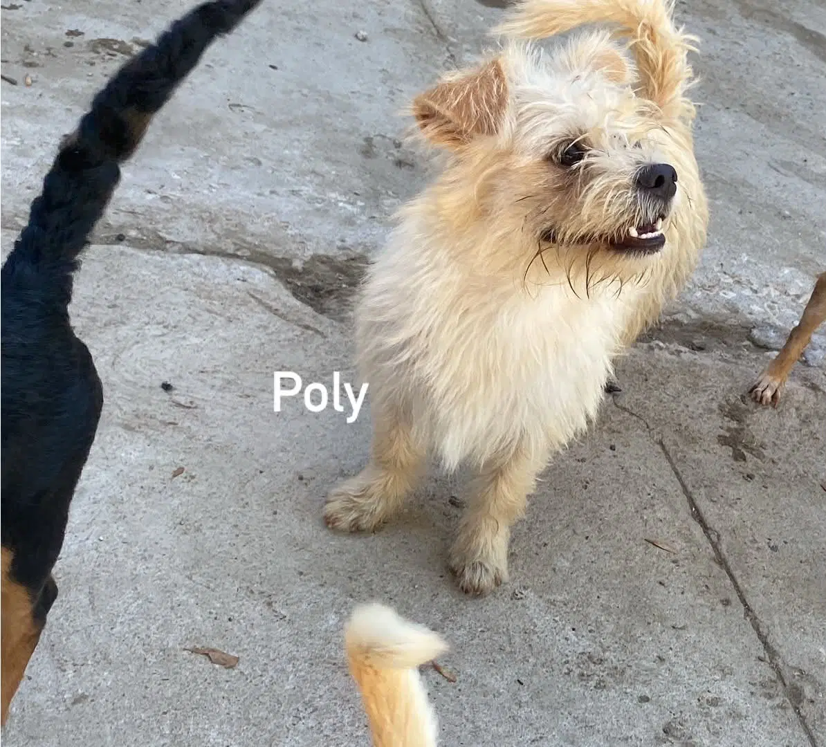 Poly From Mexico - Terrier