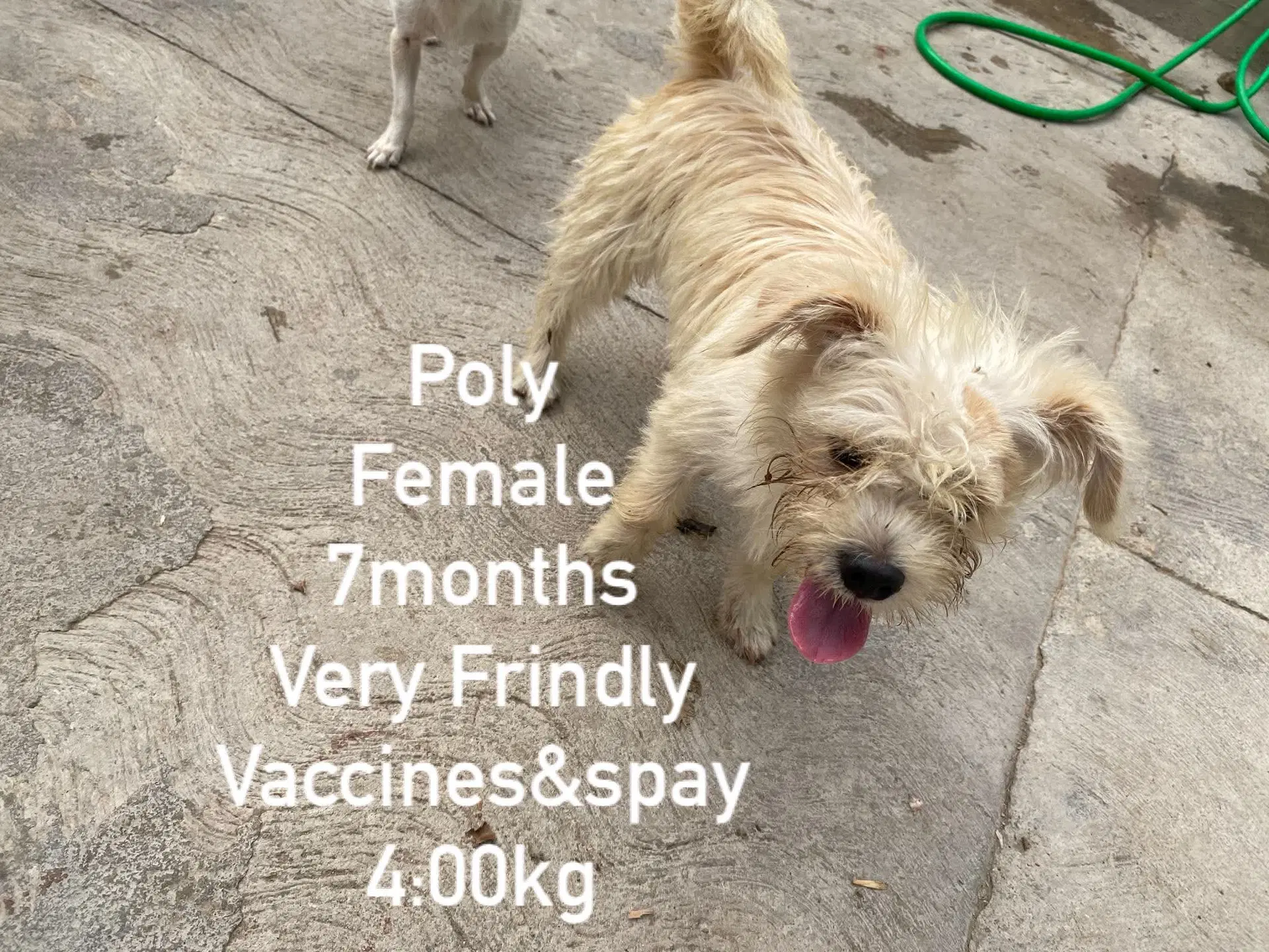 Poly From Mexico image 2