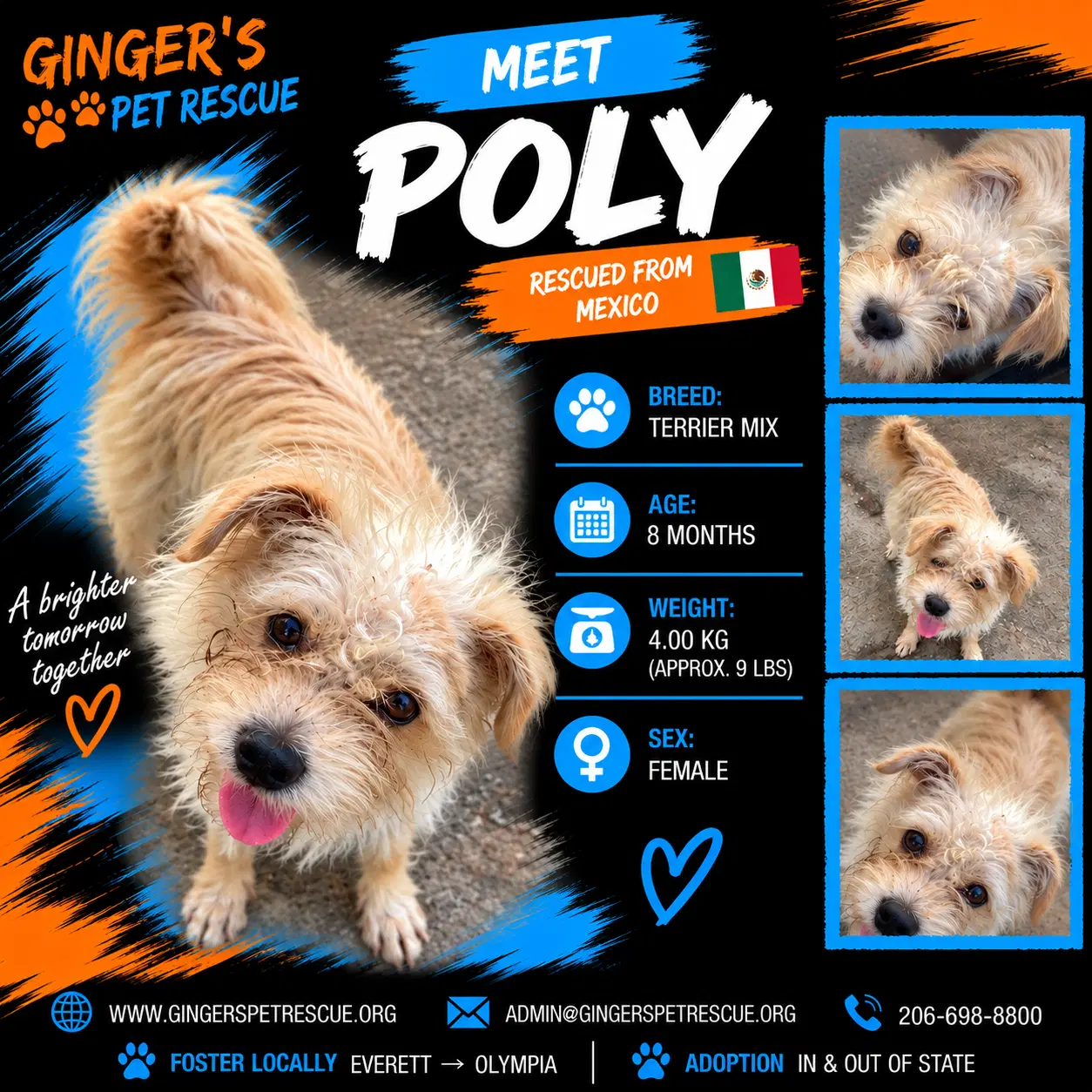 Poly From Mexico - Terrier