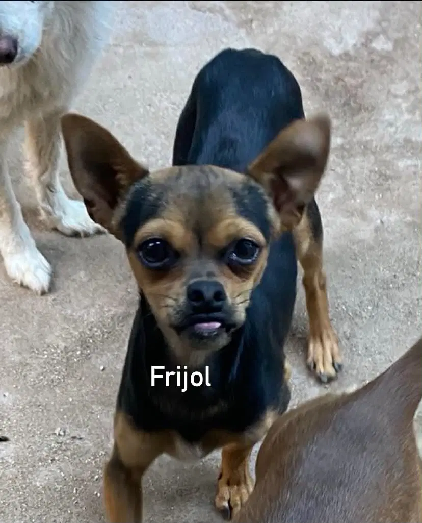 Frijol From Mexico image 2