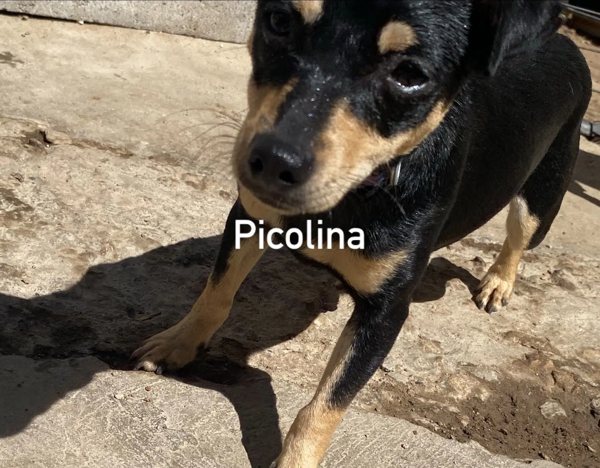 Picolina From Mexico image 3