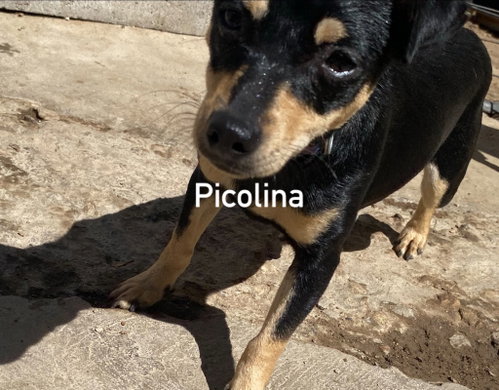 Picolina from Mexico photo 3