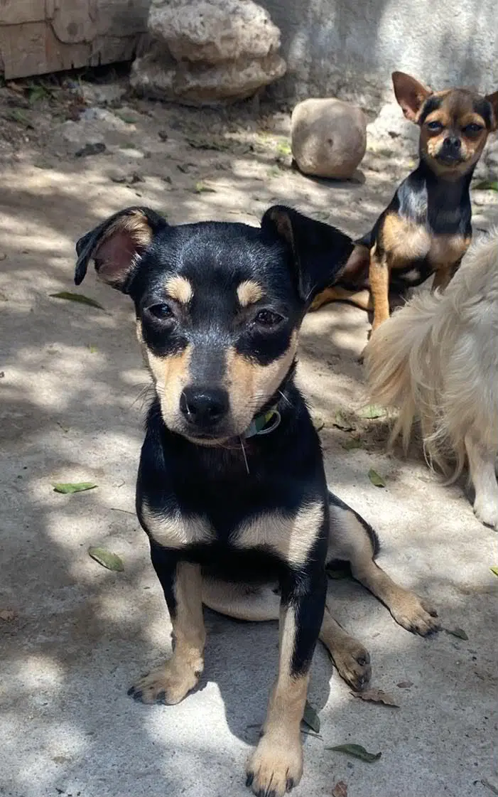 Picolina From Mexico image 4