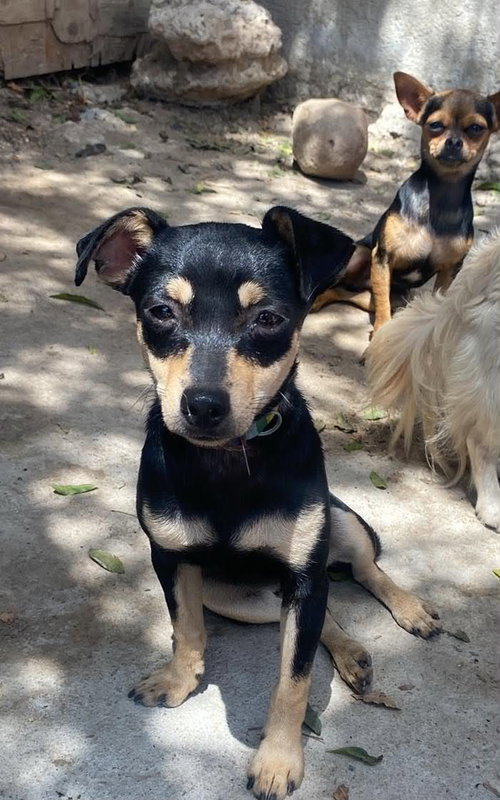 Picolina from Mexico photo 4