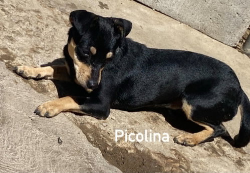 Picolina from Mexico photo 5