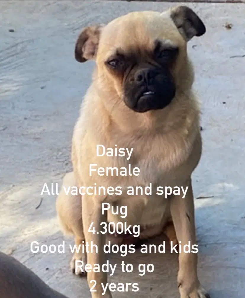 Daisy From Mexico - Pug