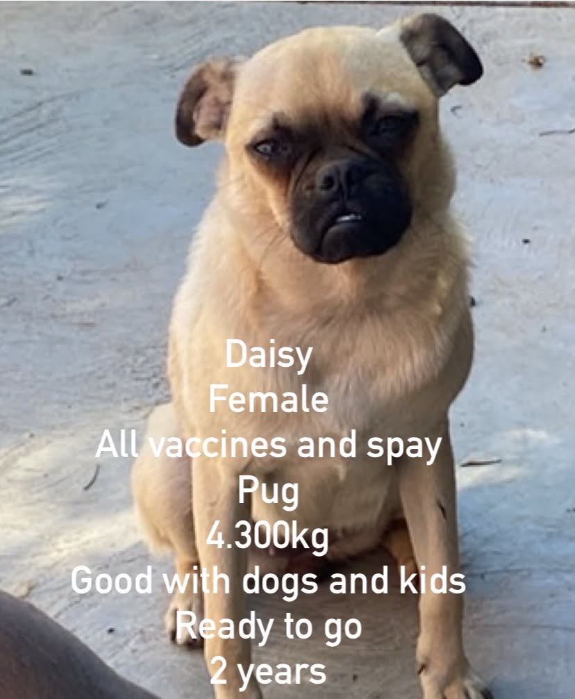 Daisy From Mexico